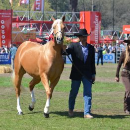 Expo Prado 2017 - Día 11 (105)