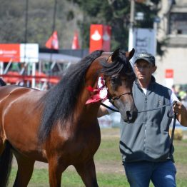 Expo Prado 2017 - Día 11 (106)