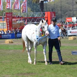 Expo Prado 2017 - Día 11 (107)