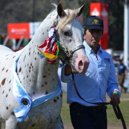 Expo Prado 2017 - Día 11 (108)