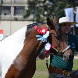 Expo Prado 2017 - Día 11 (111)