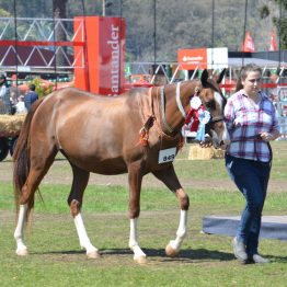 Expo Prado 2017 - Día 11 (113)