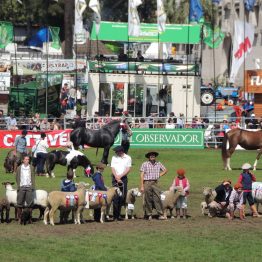 Expo Prado 2017 - Día 11 (153)