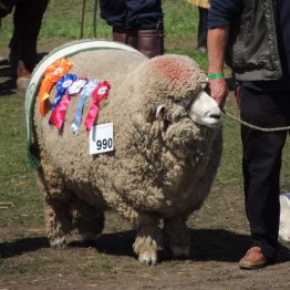 Expo Prado 2017 - Día 11 (159)