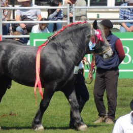 Expo Prado 2017 - Día 11 (160)