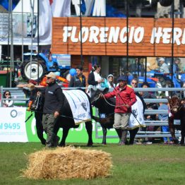 Expo Prado 2017 - Día 11 (17)