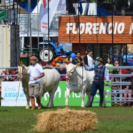 Expo Prado 2017 - Día 11 (19)