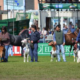 Expo Prado 2017 - Día 11 (25)