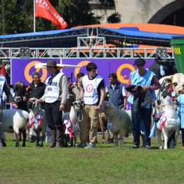 Expo Prado 2017 - Día 11 (41)