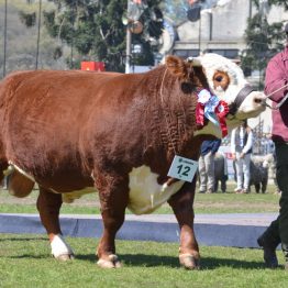 Expo Prado 2017 - Día 11 (68)