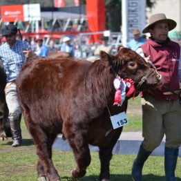 Expo Prado 2017 - Día 11 (71)