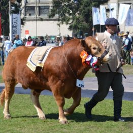 Expo Prado 2017 - Día 11 (72)