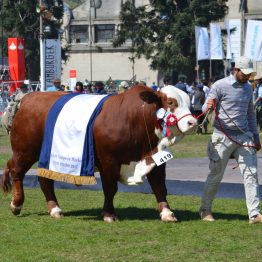 Expo Prado 2017 - Día 11 (74)