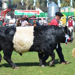 Expo Prado 2017 - Día 11 (78)