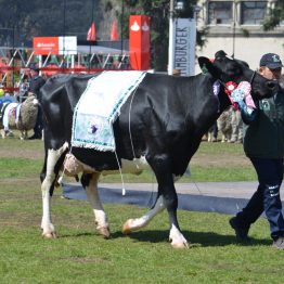 Expo Prado 2017 - Día 11 (80)