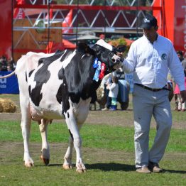 Expo Prado 2017 - Día 11 (81)