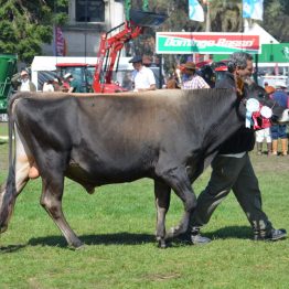 Expo Prado 2017 - Día 11 (83)