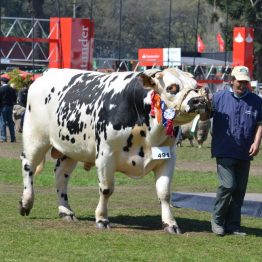 Expo Prado 2017 - Día 11 (84)