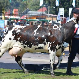 Expo Prado 2017 - Día 11 (85)