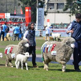 Expo Prado 2017 - Día 11 (91)