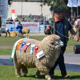 Expo Prado 2017 - Día 11 (92)