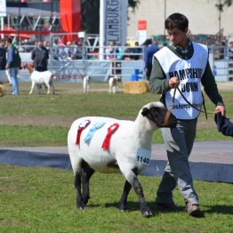 Expo Prado 2017 - Día 11 (97)