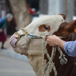 Expo Prado 2017 - Día 1_019