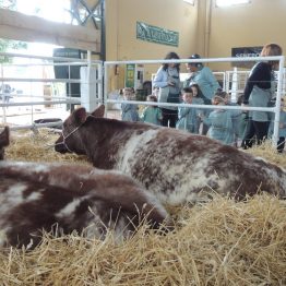 Expo Prado 2017 - Día 1_094