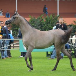 Expo Prado - Día 3 (15)