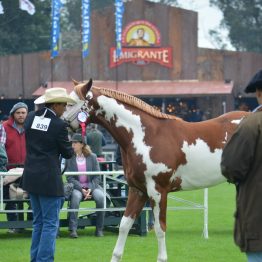 Expo Prado - Día 3 (4)