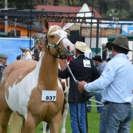 Expo Prado - Día 3 (9)