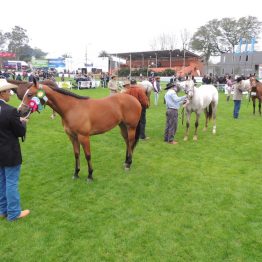 Expo Prado - Día 3 (95)