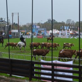 Expo Prado - Día 5 (42)