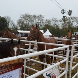 Expo Prado - Día 5 (6)