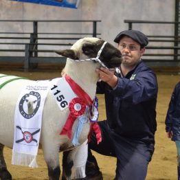 Expo Prado - Día 6 (12)