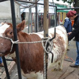 Expo Prado - Día 6 (27)