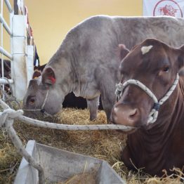 Expo Prado - Día 8 (43)