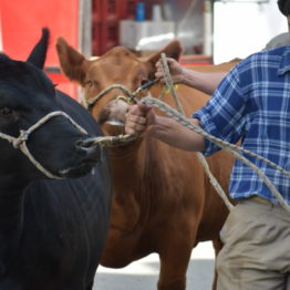 Fotos Expo Prado 2018 - Día 1 (49)