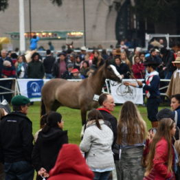 Fotos Expo Prado 2018 - Día 10 (61)