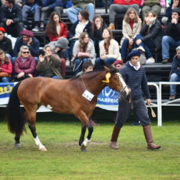 Fotos Expo Prado 2018 - Día 10 (67)