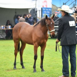 Fotos Expo Prado 2018 - Día 10 (68)