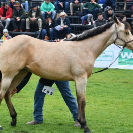 Fotos Expo Prado 2018 - Día 10 (70)