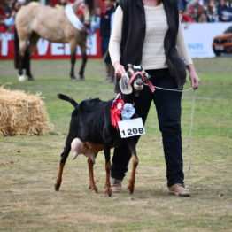 Fotos Expo Prado 2018 - Día 11 (102)