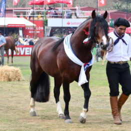 Fotos Expo Prado 2018 - Día 11 (106)