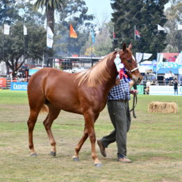 Fotos Expo Prado 2018 - Día 11 (108)