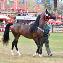 Fotos Expo Prado 2018 - Día 11 (109)