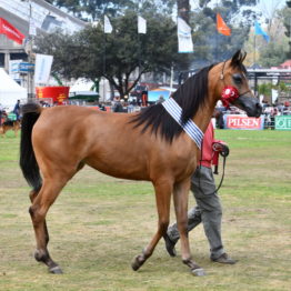 Fotos Expo Prado 2018 - Día 11 (110)