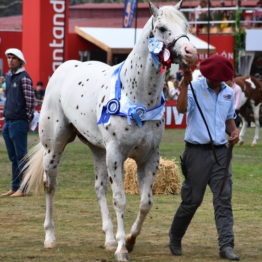 Fotos Expo Prado 2018 - Día 11 (111)