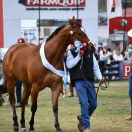 Fotos Expo Prado 2018 - Día 11 (112)