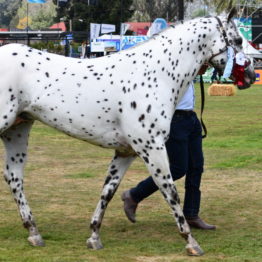 Fotos Expo Prado 2018 - Día 11 (113)